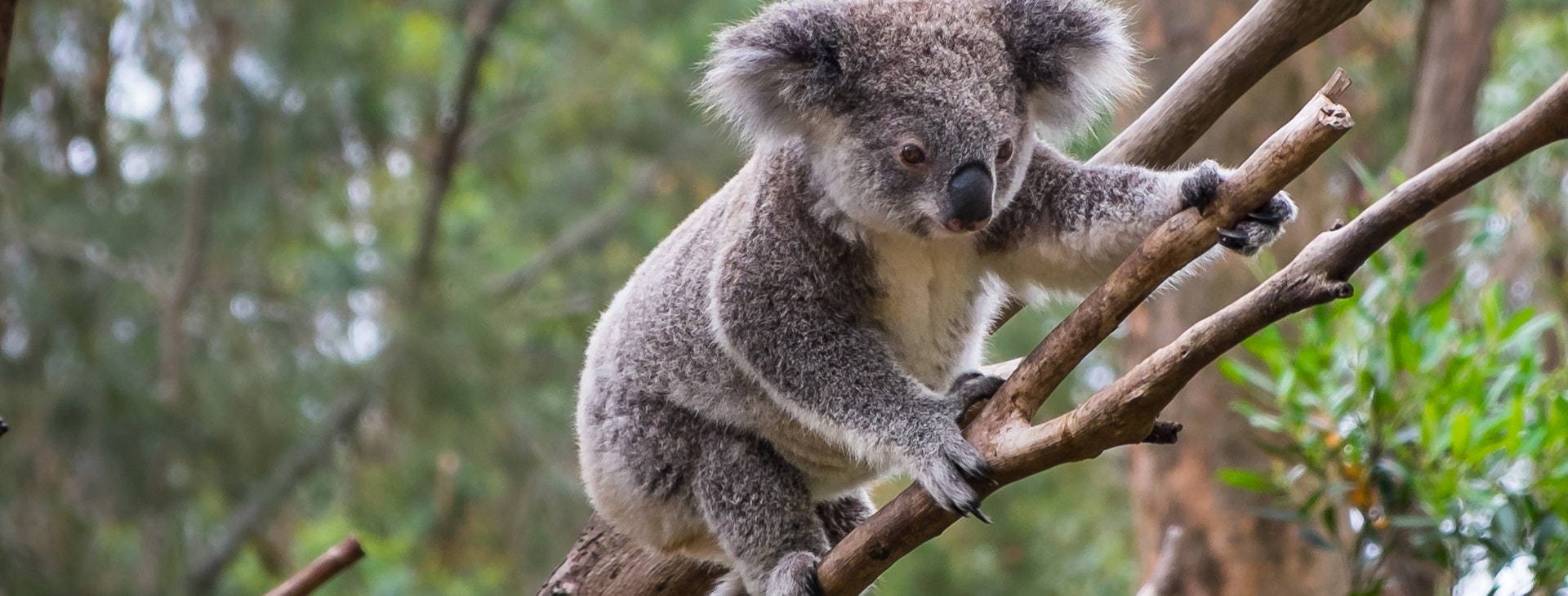Animal Habitats - Inquisitive Lesson
